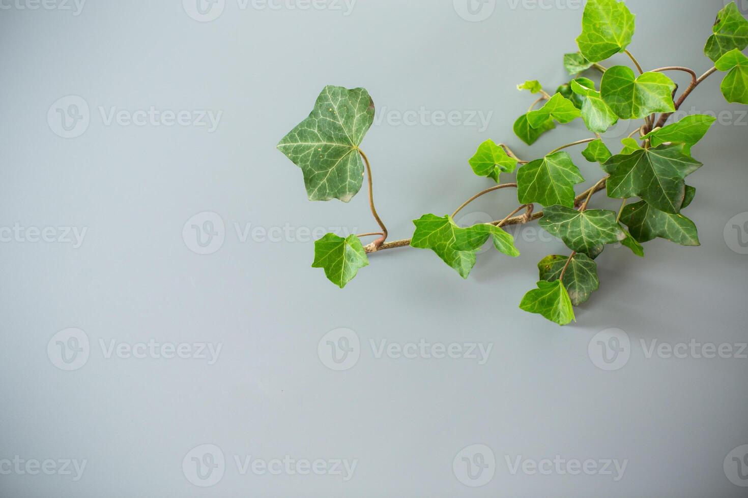 Fresh ivy branch with leaves on gray background photo