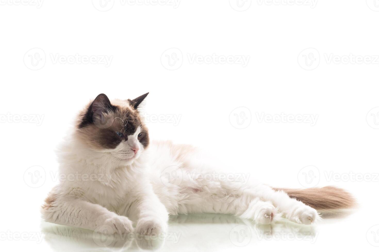 Beautiful Ragdoll cat sitting on white background photo