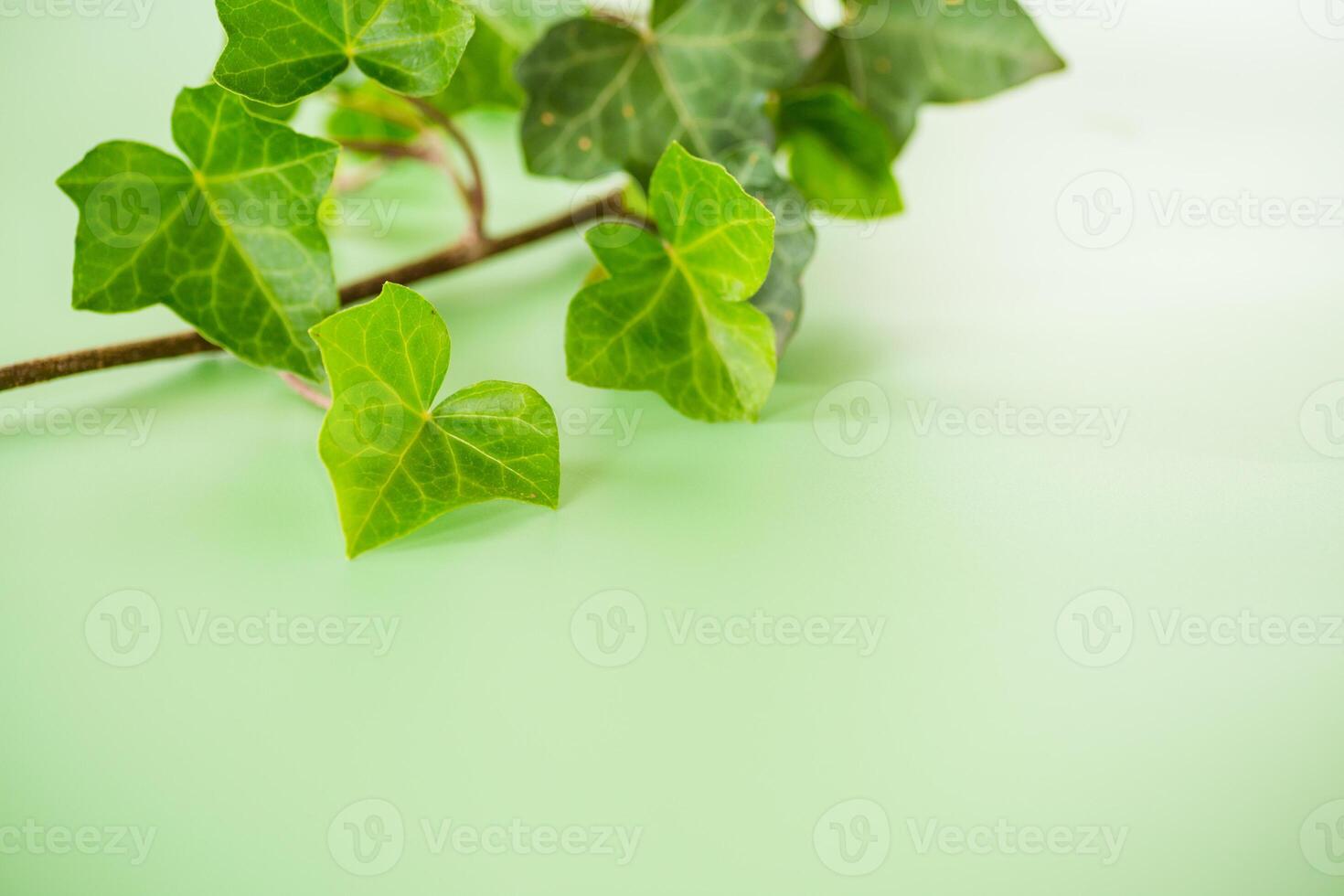 Isolated ivy branch on bright green background photo
