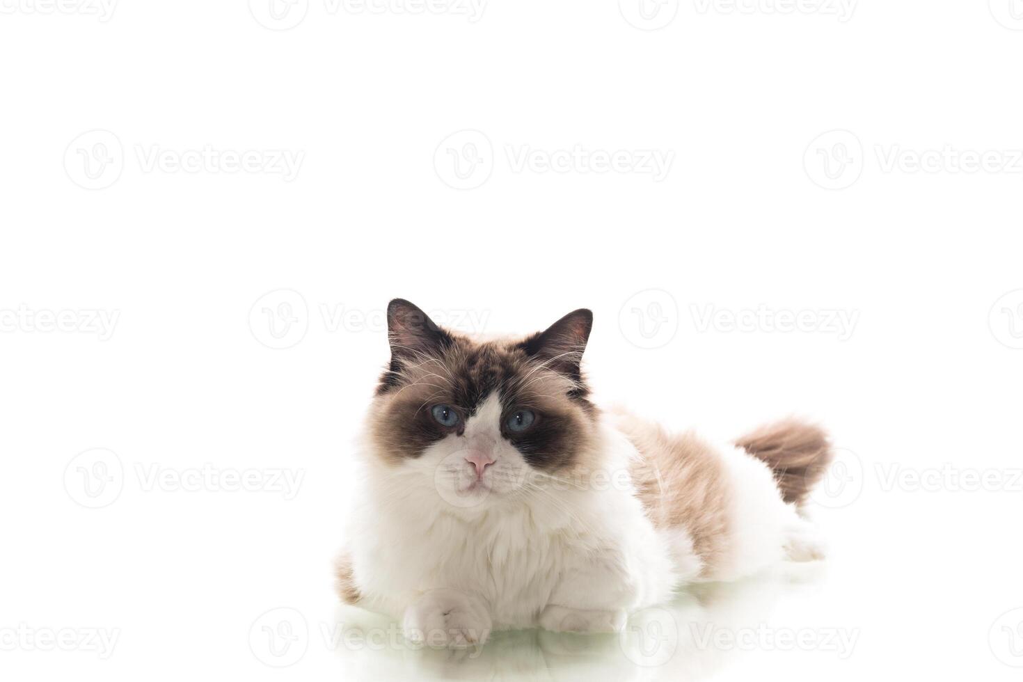 White background, long-haired Ragdoll cat lies calmly . photo