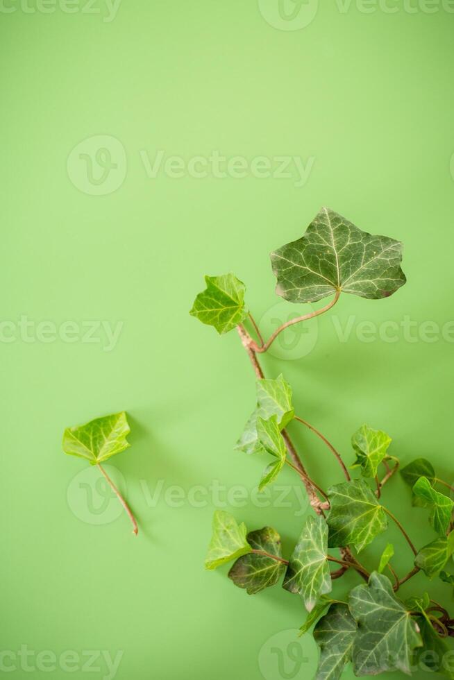 Fragment of green ivy with leaves and branches isolated photo