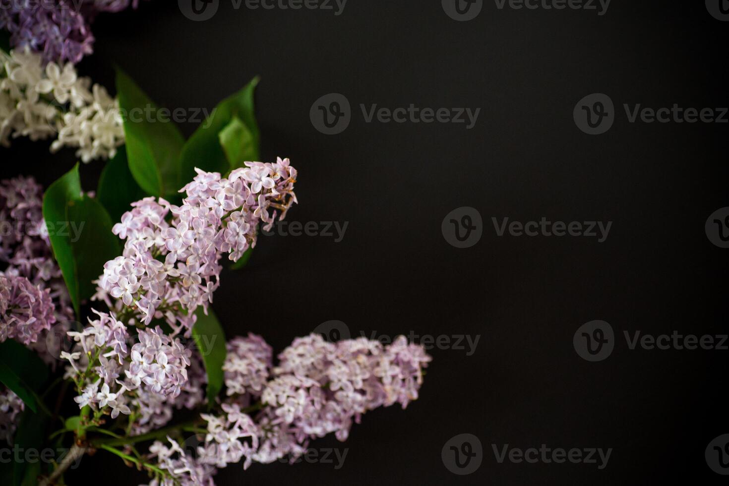 black background with blooming colorful lilac flowers photo