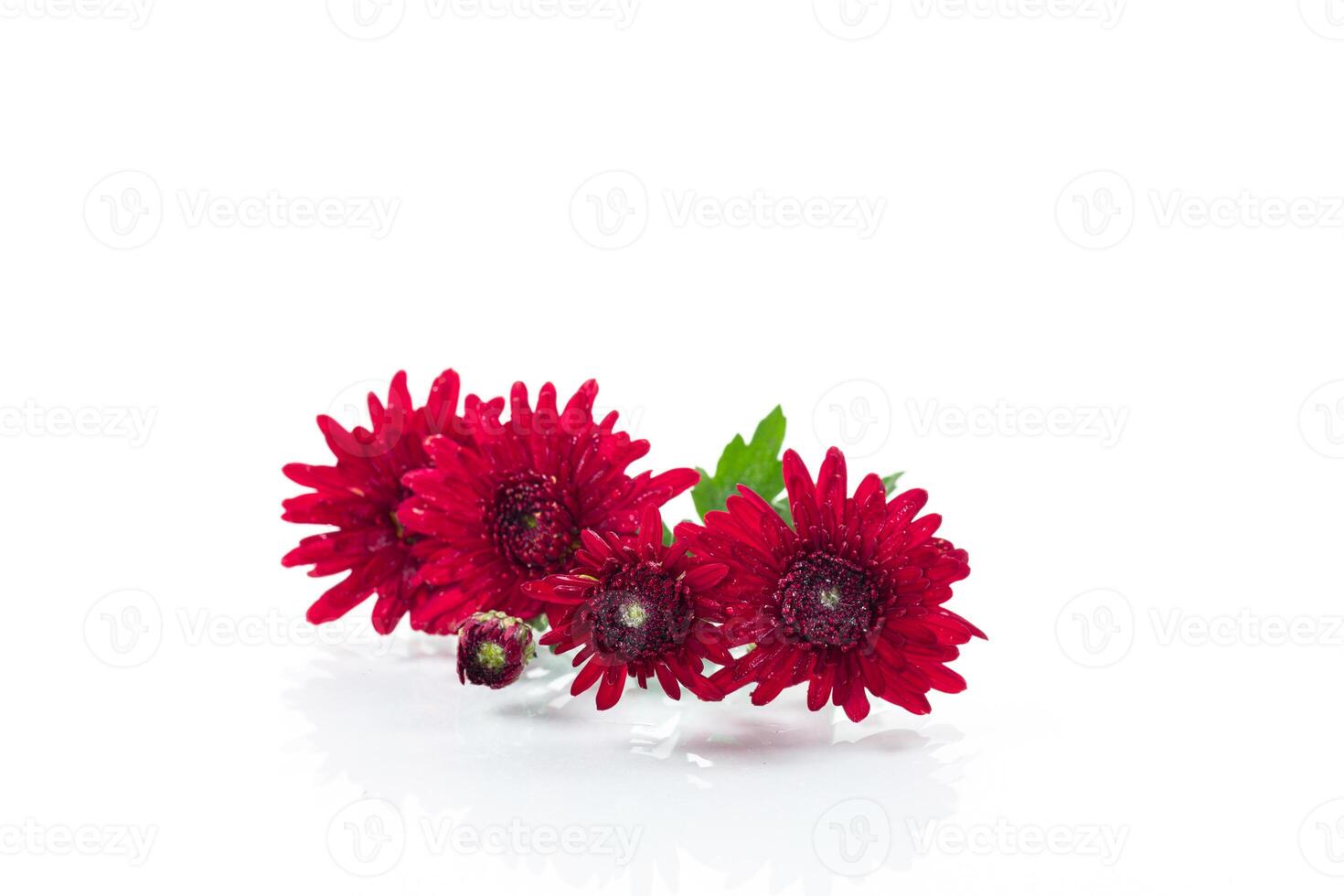red small chrysanthemums on white background photo