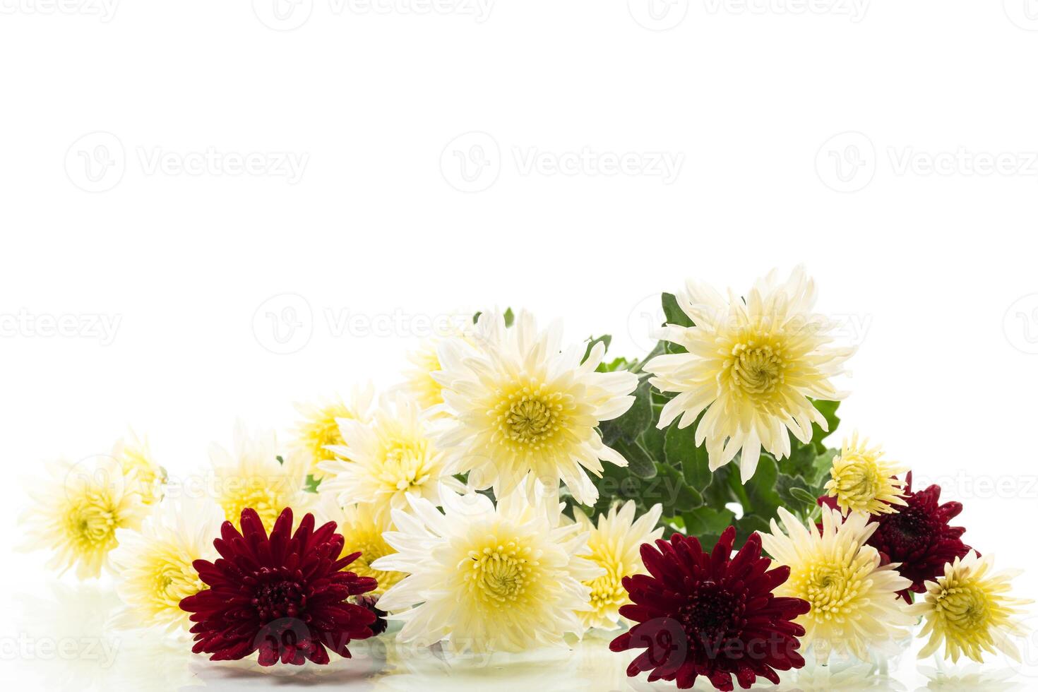 white background with bright chrysanthemums photo