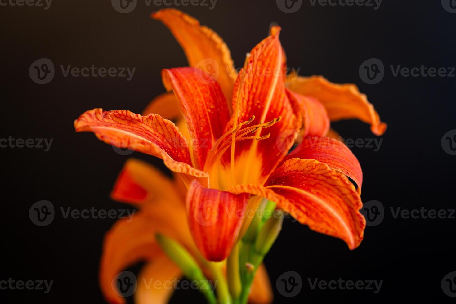 Orange lily flowers on black background photo