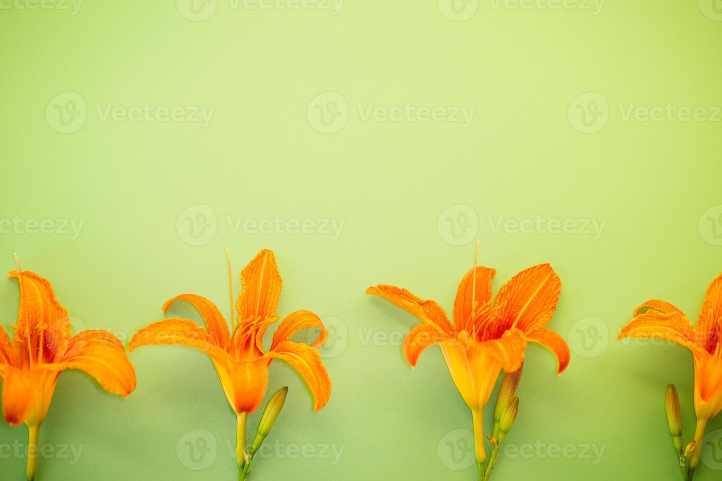 Blooming orange lily bud on green background photo