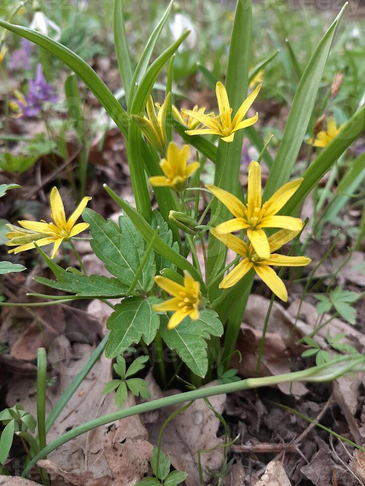 flower spring nature yellow crocus plant garden flora bloom blossom flowers beauty wild grass season summer purple, blooming, color, violet, floral, beautiful photo