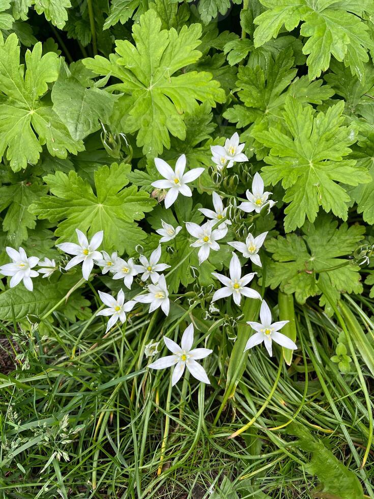 flower nature plant spring flowers white grass garden field blossom leaf summer, forest, bloom, flora, beauty, wild, parsley, meadow, herb, tree, leaves anemone macro season photo