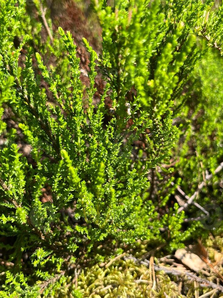 small young tree in the forest nature leaf texture garden leaves tree spring foliage flora wall abstract moss closeup summer bush, field, natural, growth, forest green ivy pattern photo