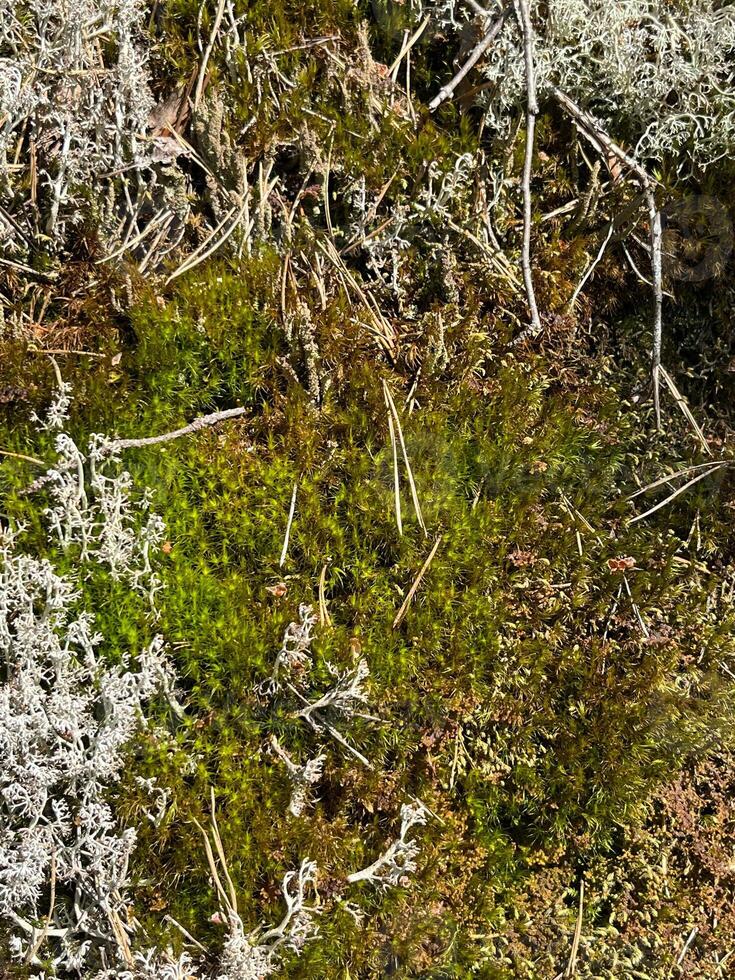 nature grass tree plant forest spring moss leaf branch plants meadow water flower, landscape, summer, field, autumn, foliage, flora, brown, leaves, garden, season, sky, outdoors photo