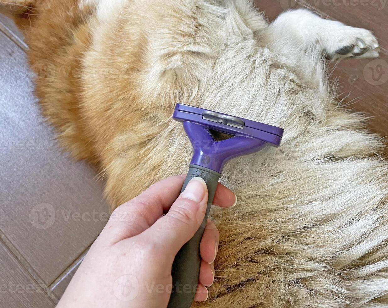 Combing a red dog's fur with a purple furminator photo