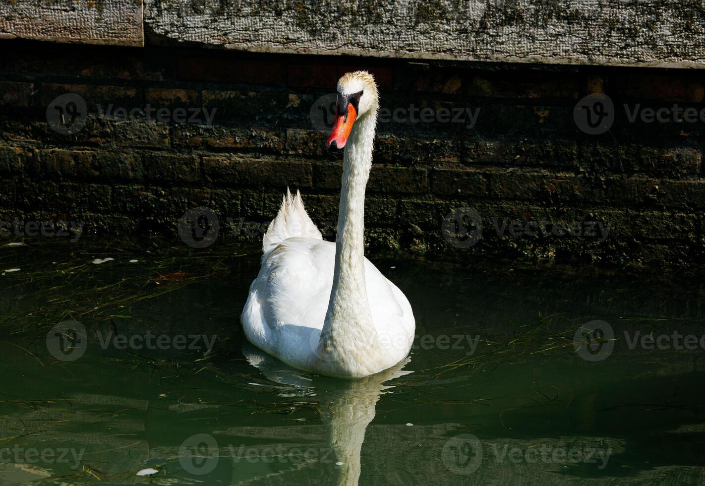 Graceful white swan gliding on calm water near brick wall photo