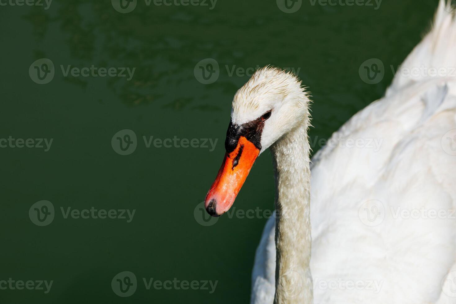 Graceful white swan floating on calm green water photo