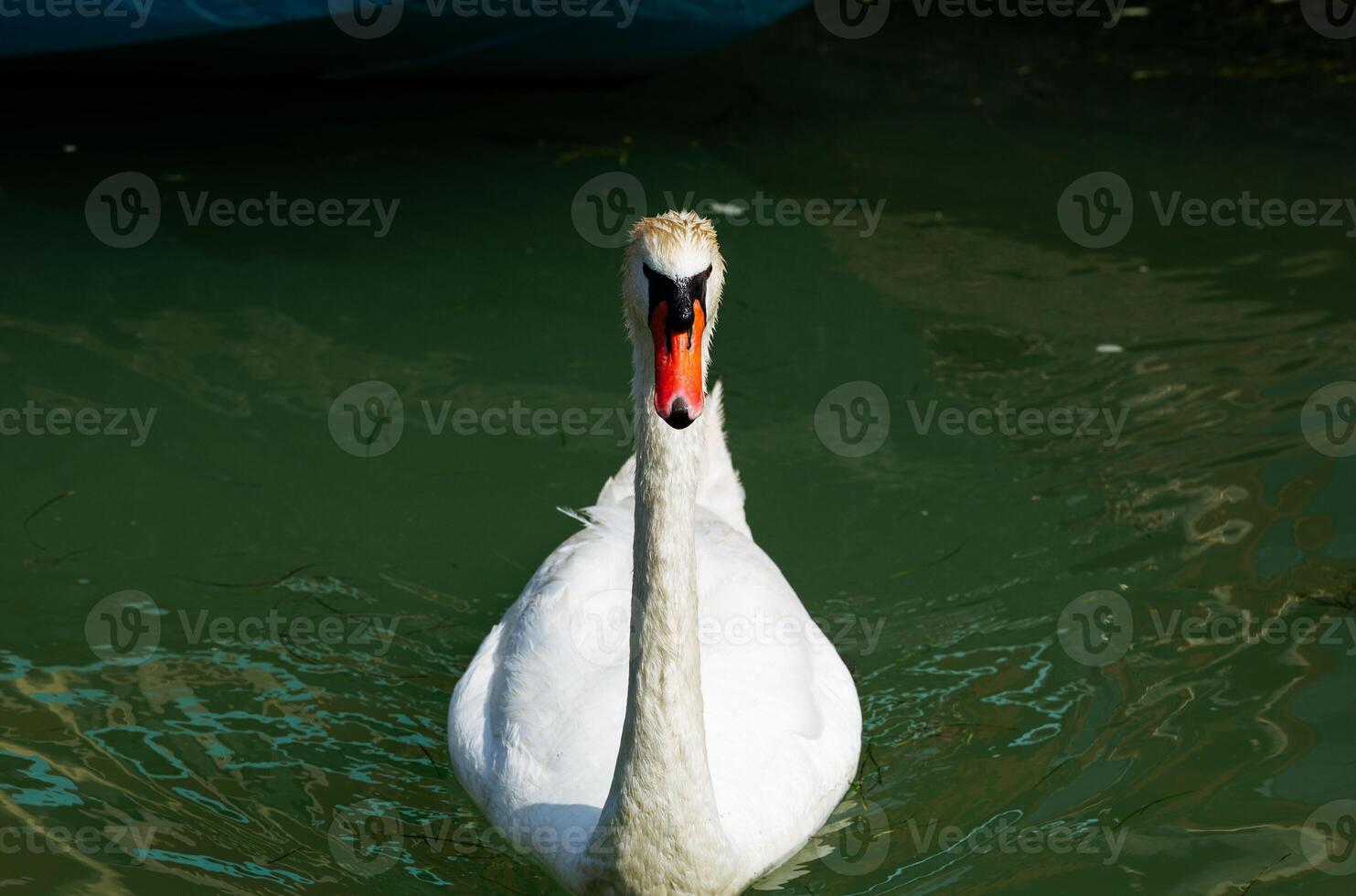 Graceful white swan swimming in serene green water photo