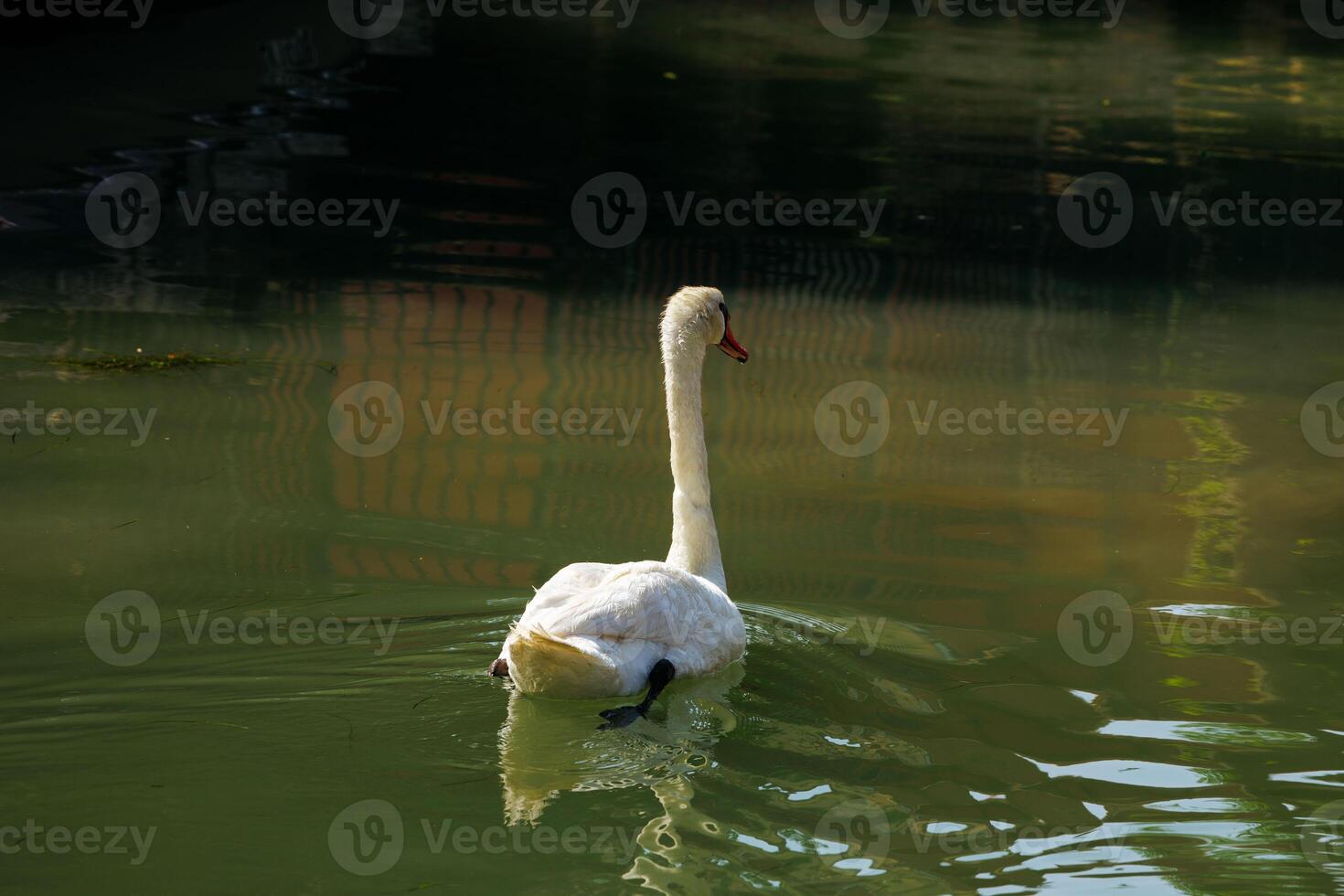 Graceful swan gliding on tranquil lake waters in serene natural setting photo