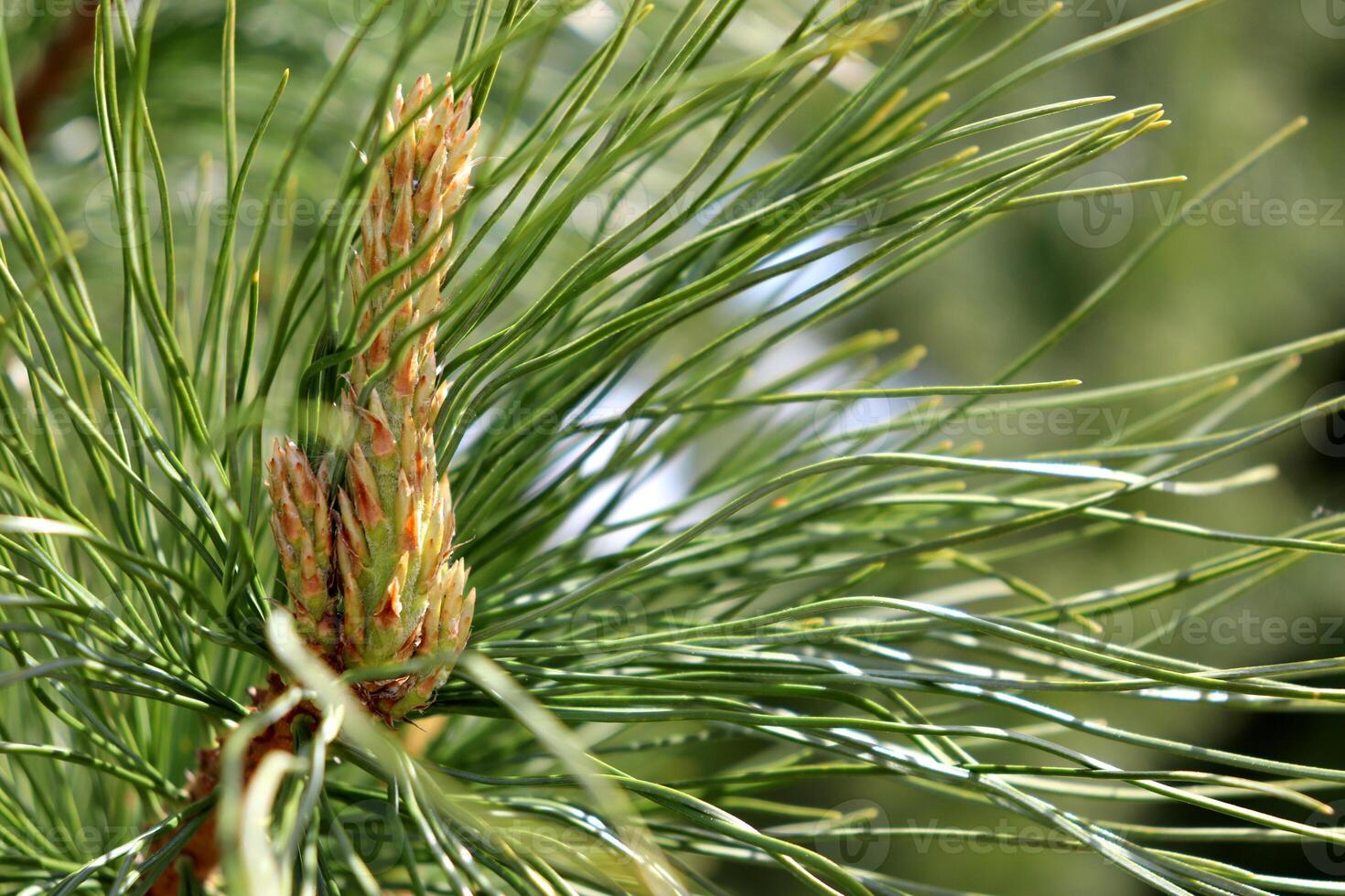 Blossoming cedar coniferous branch with candle, young cone in garden photo