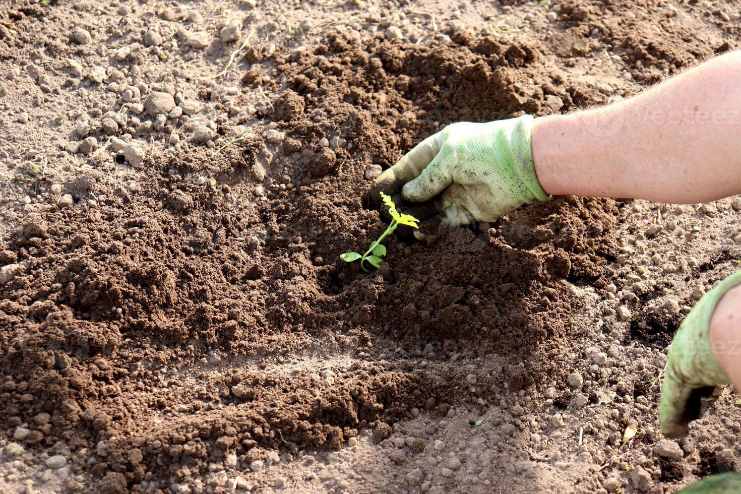 A man's hand in a glove levels the soil near a watermelon sprout in a bed in a greenhouse photo
