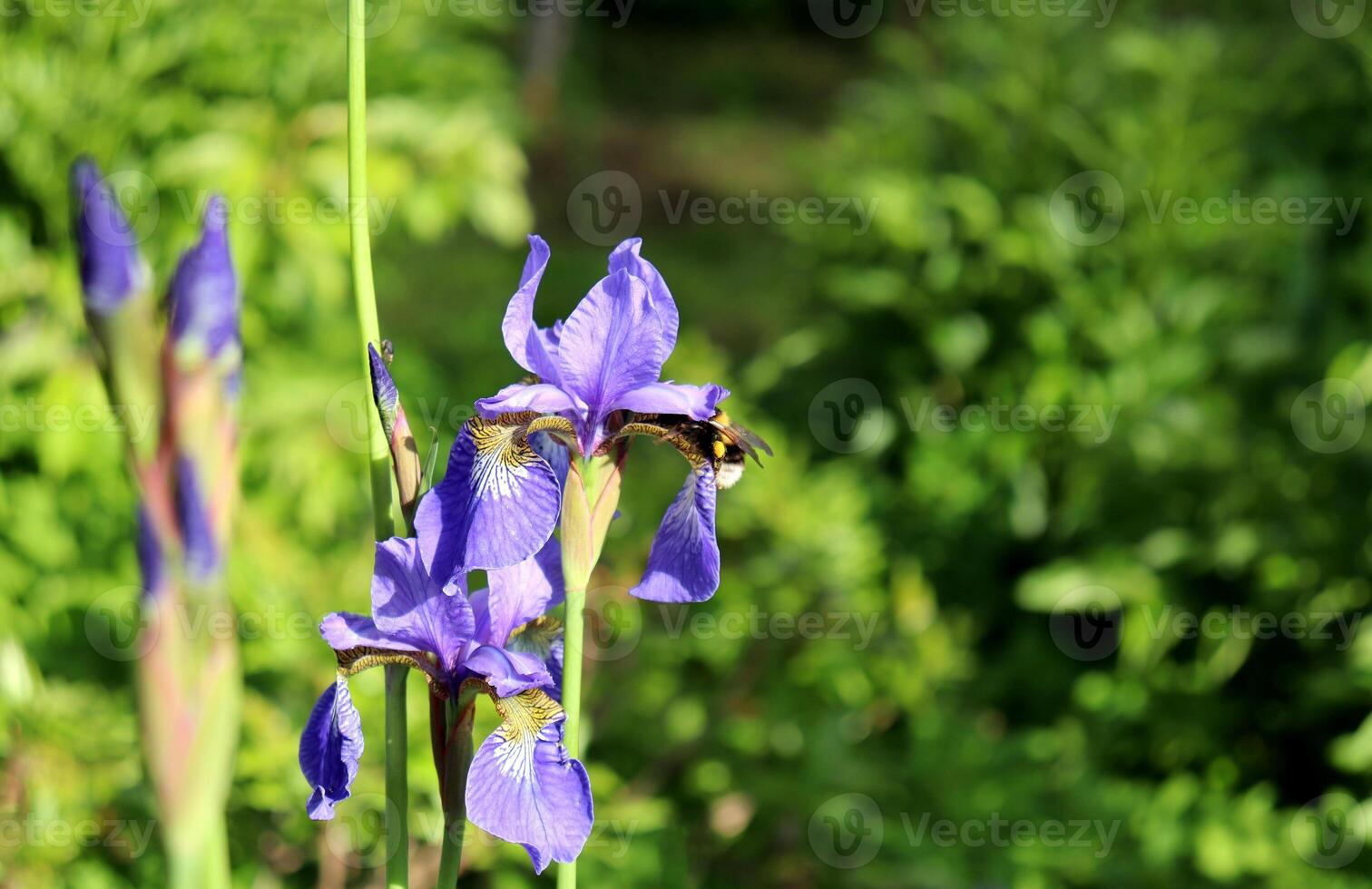 Blue iris flowers with buds and a bumblebee on a petal in the garden photo