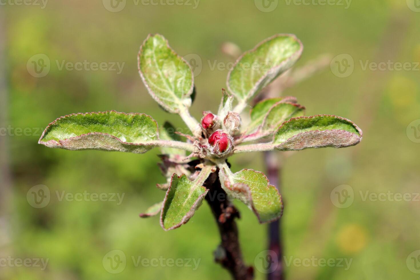 Red buds in the center of a rosette of leaves on a dwarf apple tree photo