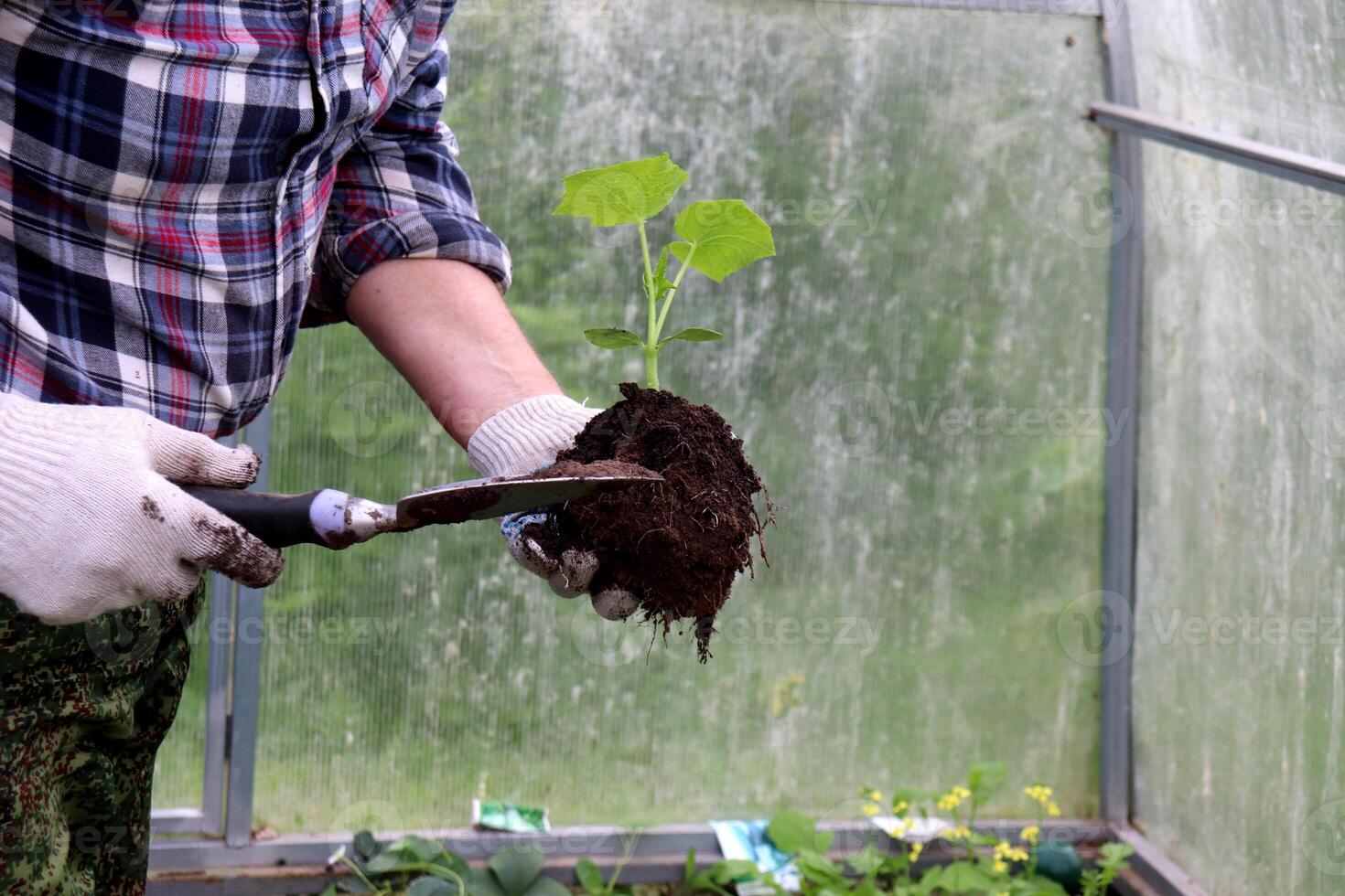 Farmer holding cucumber seedlings with a clod of earth and a scoop in a greenhouse photo