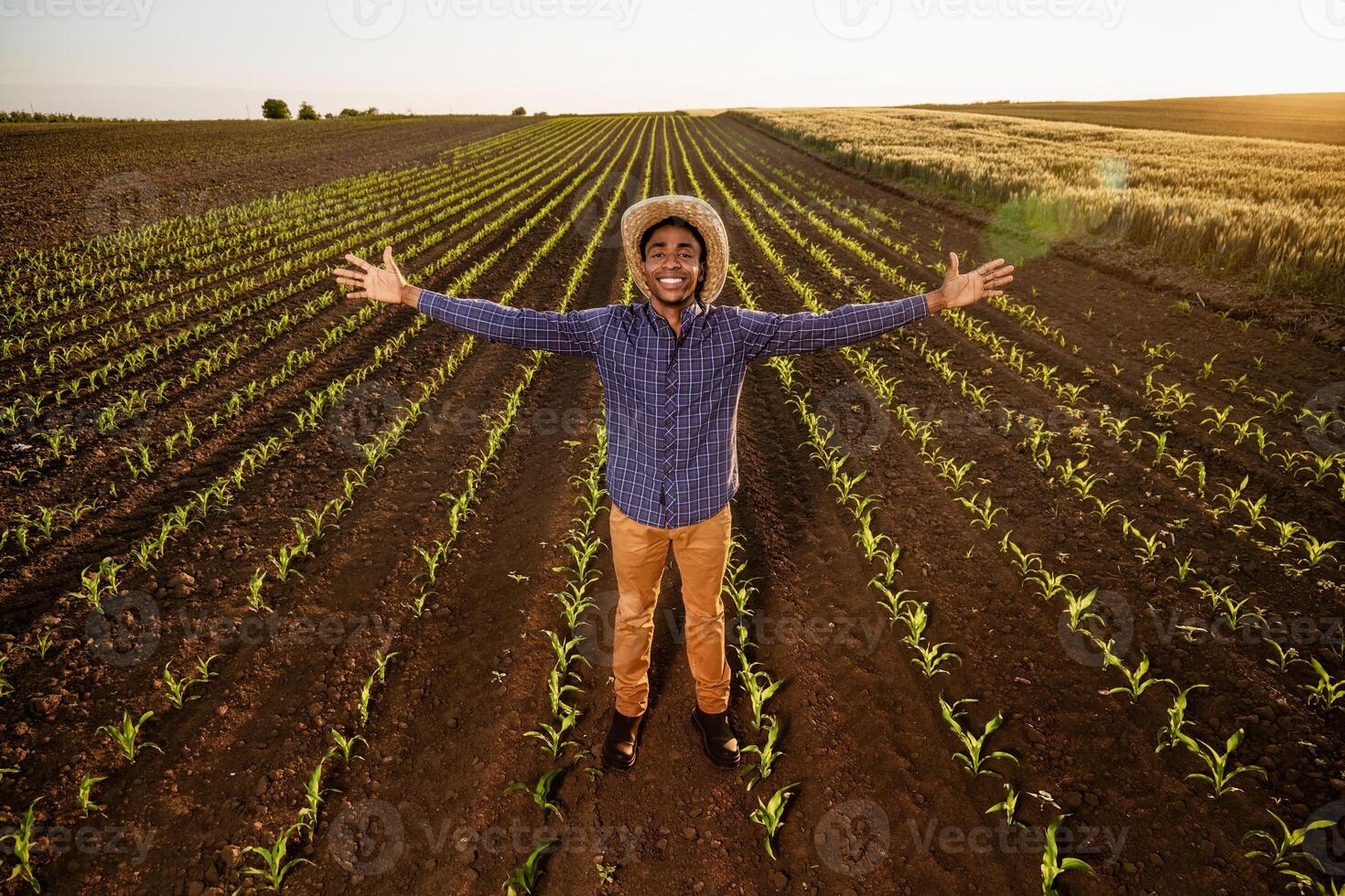 African-american farmer is standing in his growing corn field with arms outstretched. He is satisfied with progress of plants. photo
