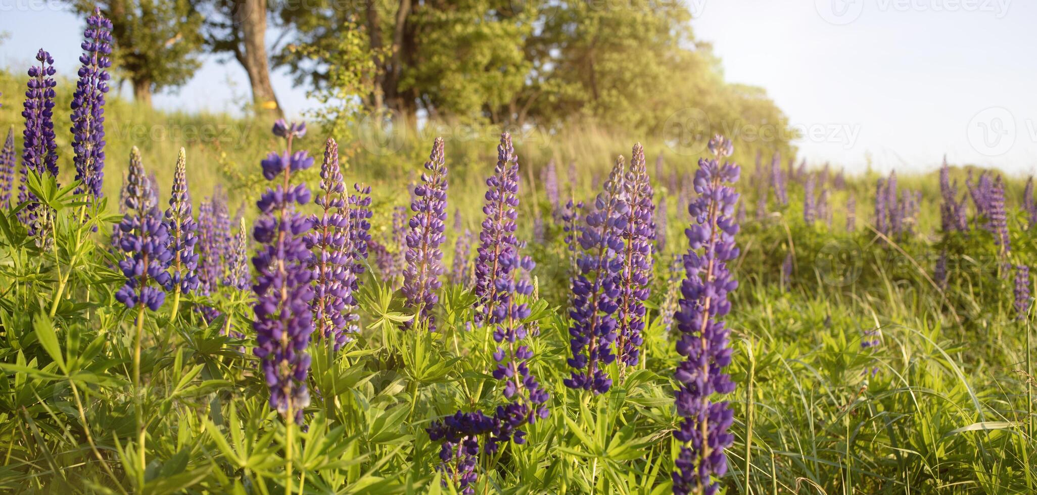 landscape in sunset rays of the sun in the lupine flower field. Wild nature concept. Hiking, trekking, photo