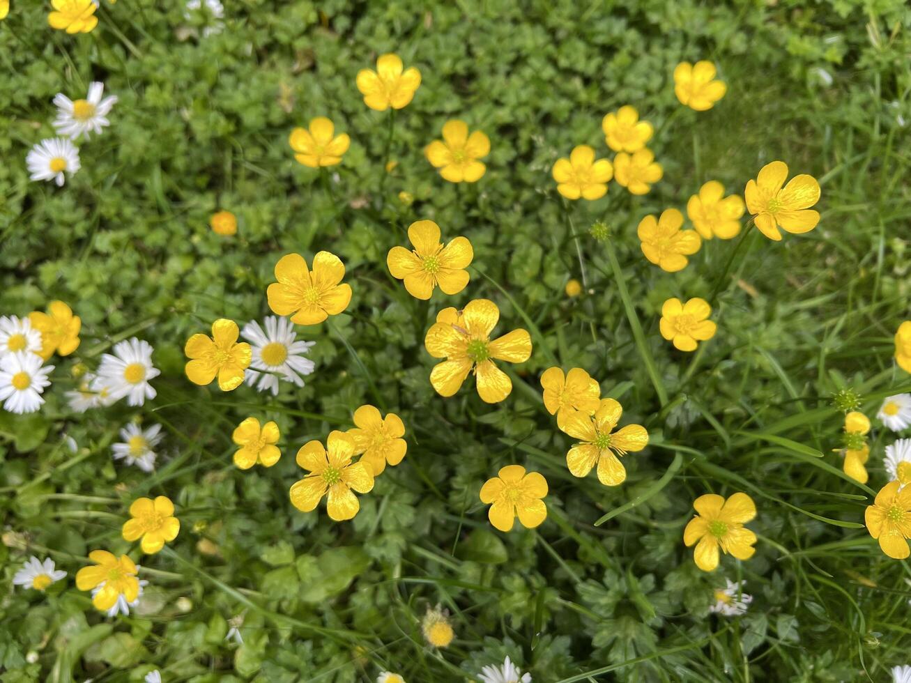 Yellow hairy buttercup flowers, growing wild in grass, with scattered small white daisies. The soft focus and organic arrangement create a cheerful scene of the wild, untamed beauty of meadow flora. photo