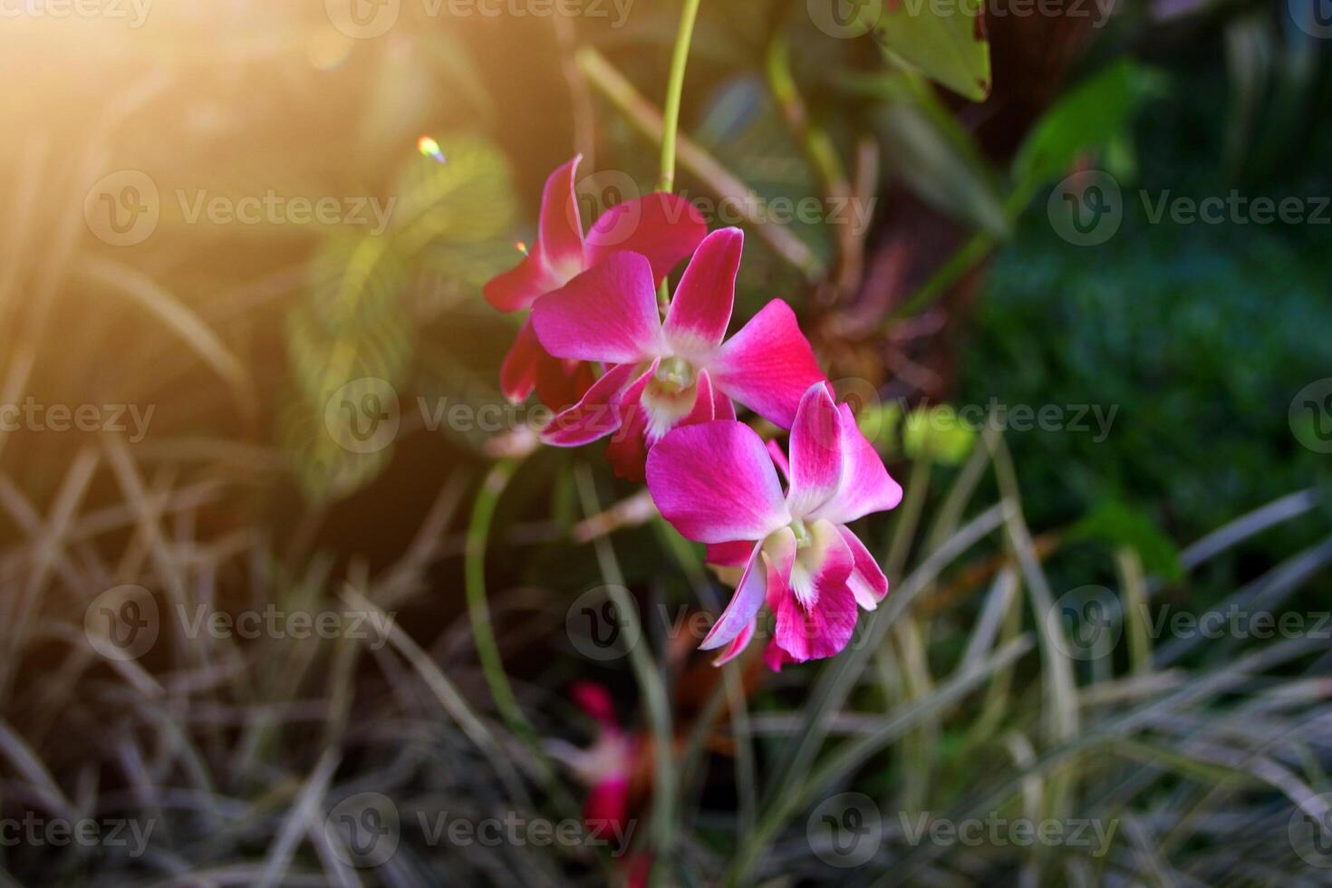 group of beautiful orchids in the park. With soft morning sunlight, soft focus photo
