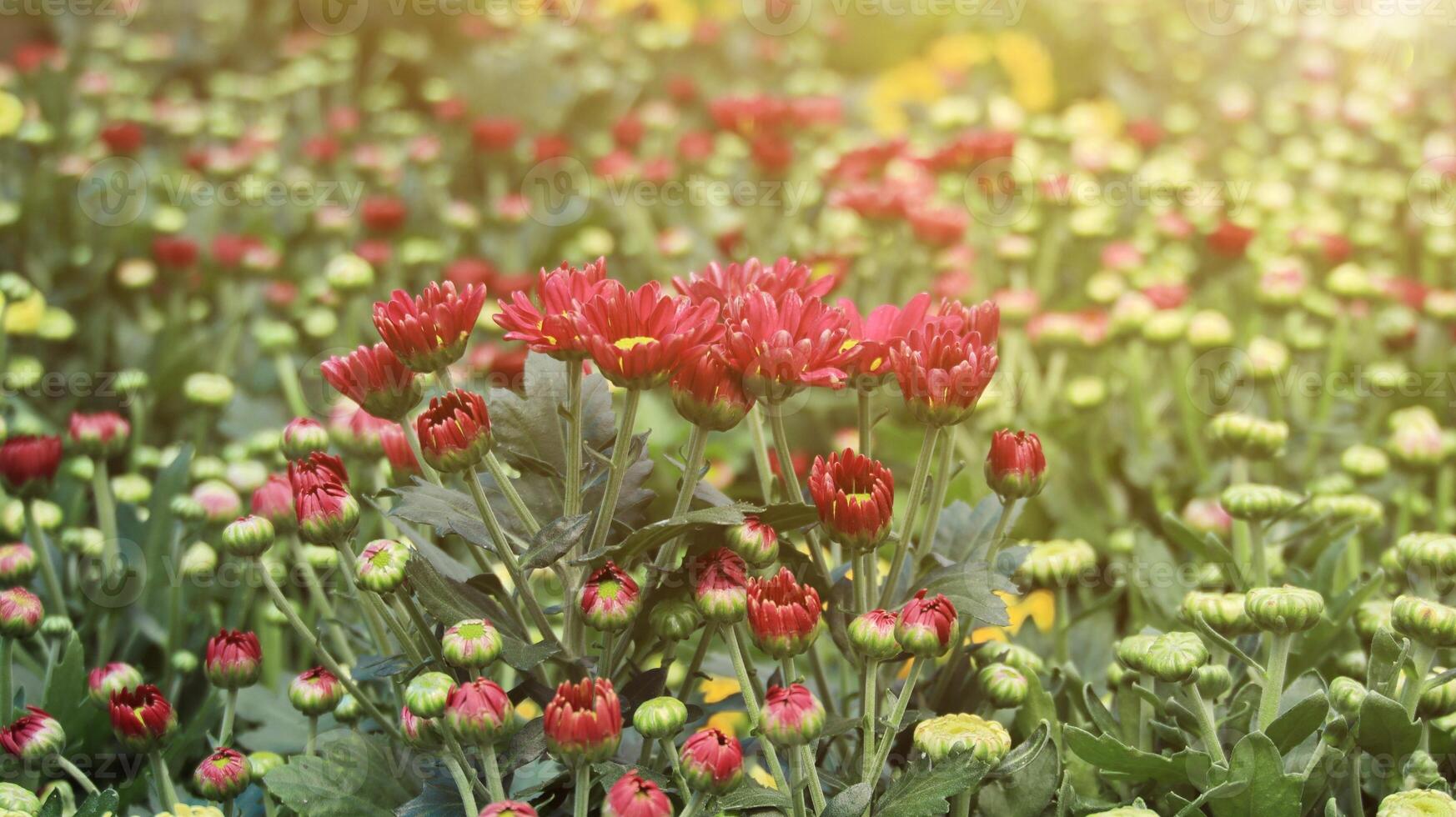 Chrysanthemum flowers with soft morning sunlight, soft focus photo