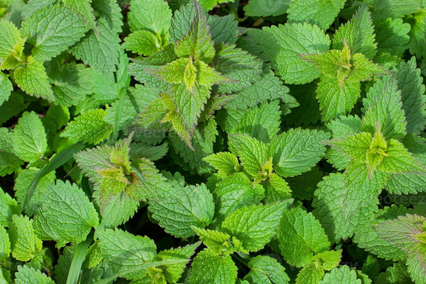 Fresh Green Nettle Leaves Close Up photo