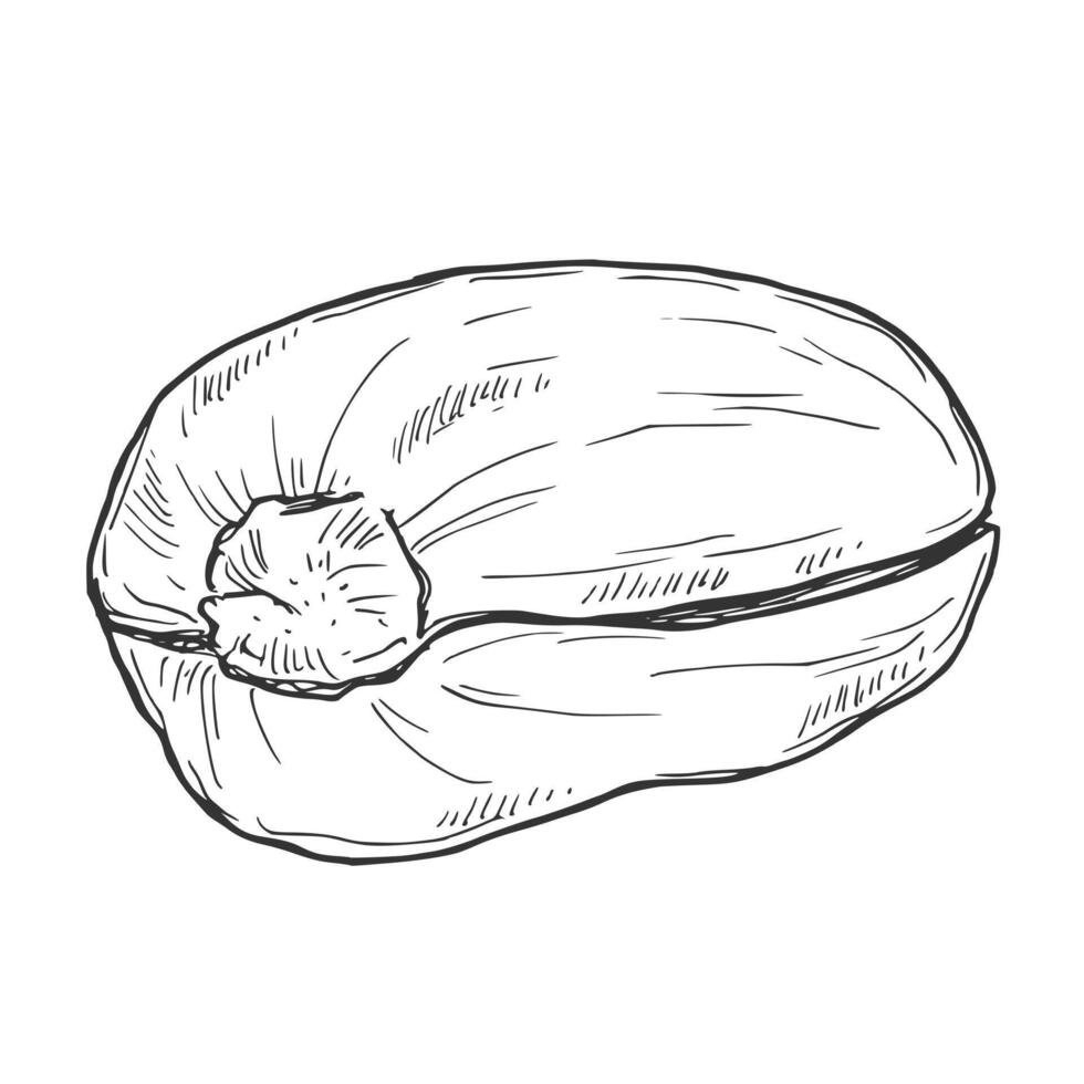 Hand drawn Pistachio Nuts Sketch Illustration vector