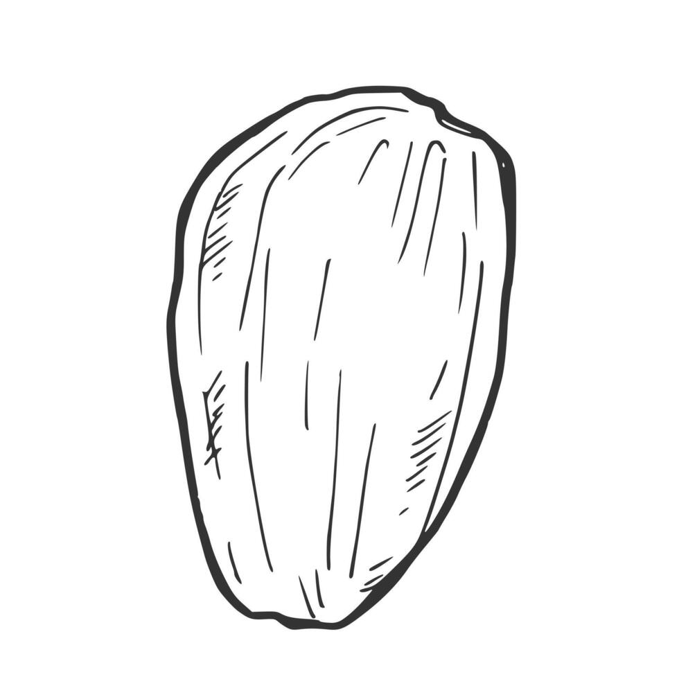 Pistachio shell hand drawn sketch vector