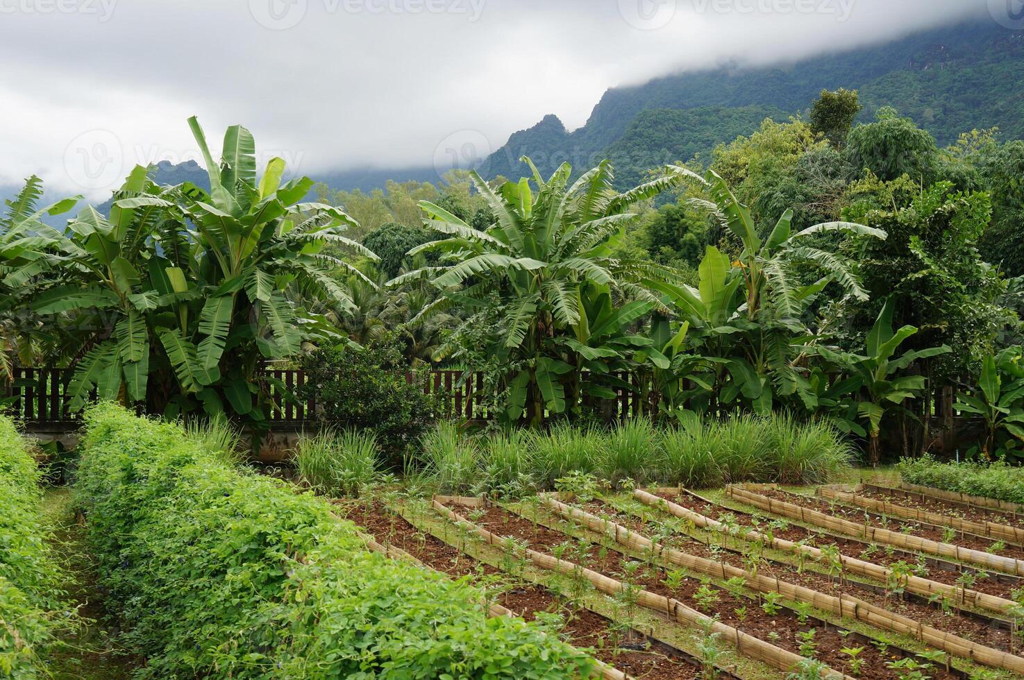 Tropical Garden with Lush Vegetation in Northern Thailand photo
