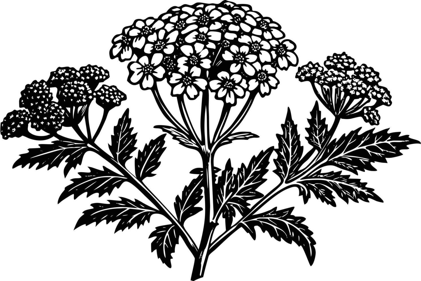 Elegant Black and White Illustration of Yarrow Flowers in Full Bloom, Botanical Art with Detailed Leaves and Dark Mood vector