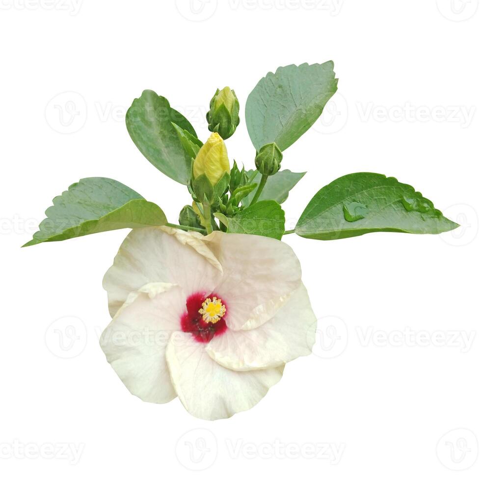 Hibiscus flower with leaf and bud photo