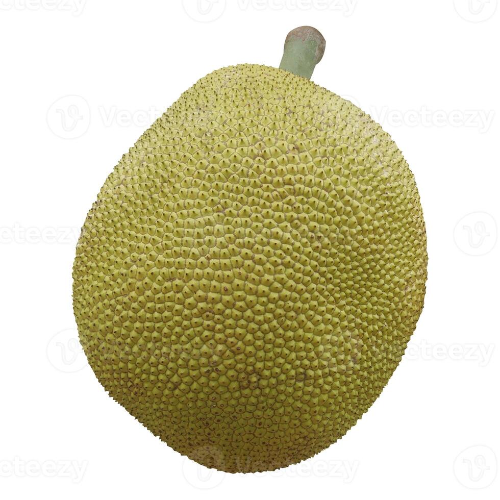 Jackfruit Stock Photo on White Background