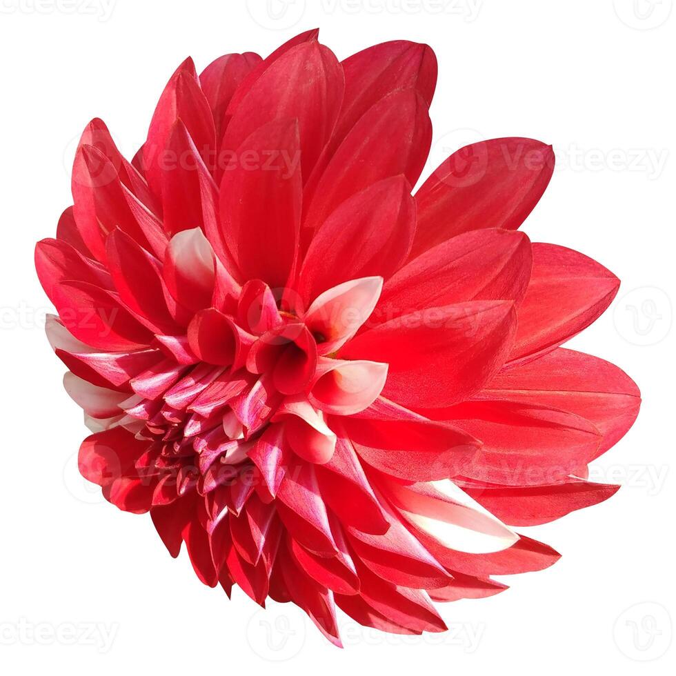 Dahlia flower isolated on white background photo