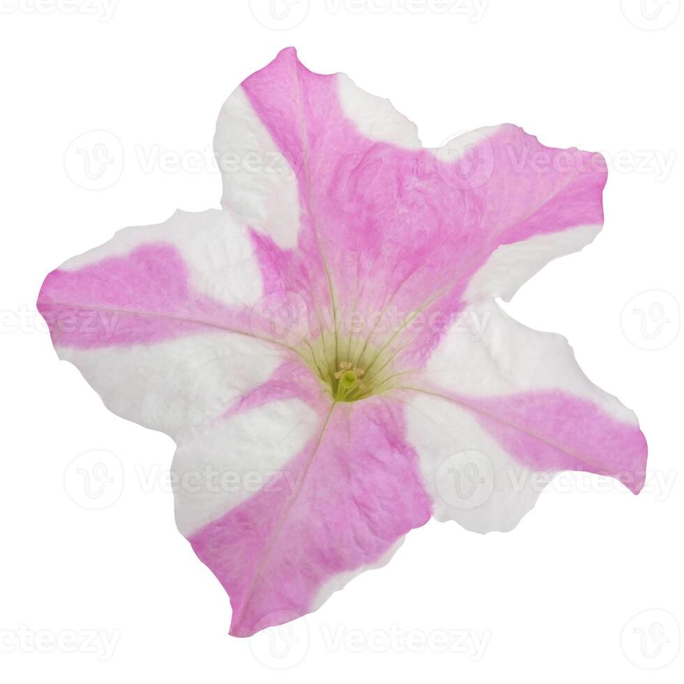 Beautiful Petunia Flower Stock Photo
