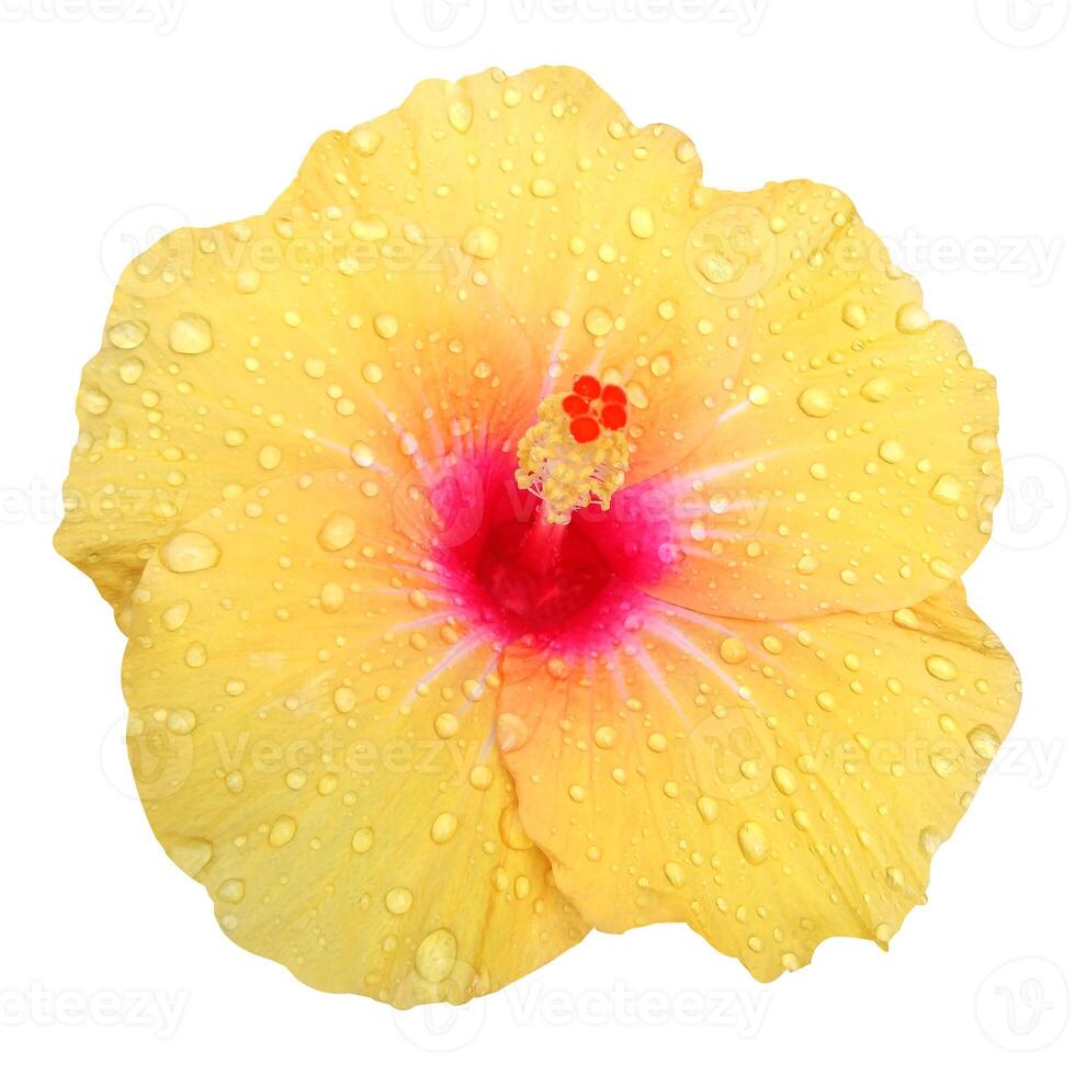 Yellow Hibiscus Flower On White Background photo