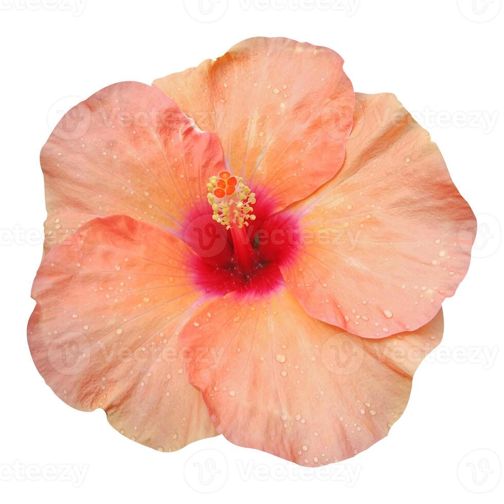 Yellow Hibiscus Flower photo