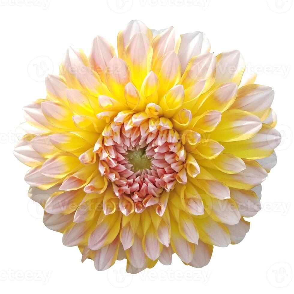 Beautiful Dahlia Flower Stock Photo