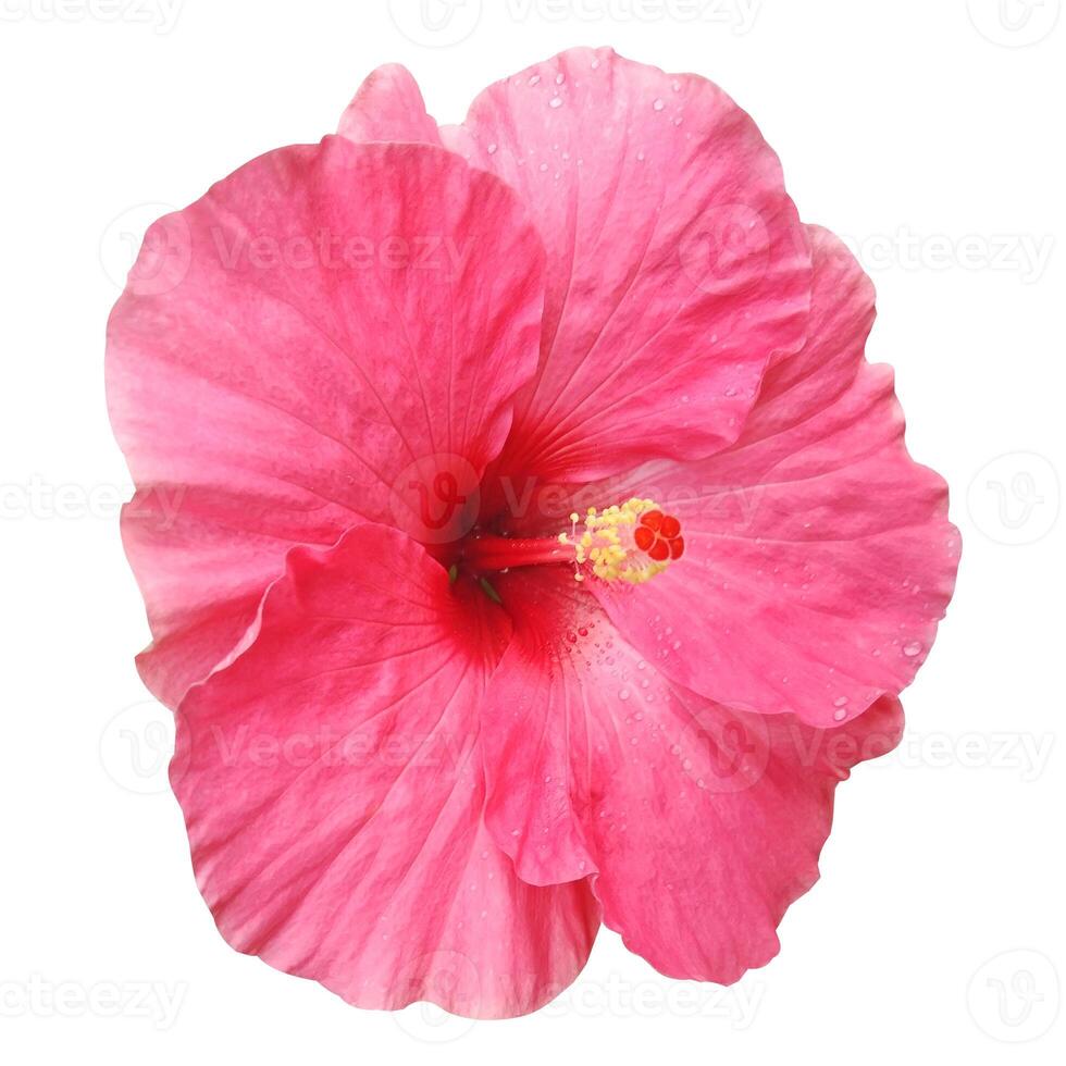 Bright Hibiscus Flower Stock Photo