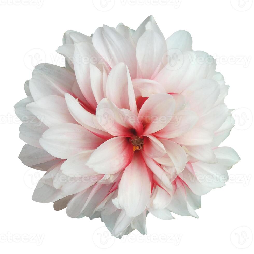 White Dahlia Flower Image photo
