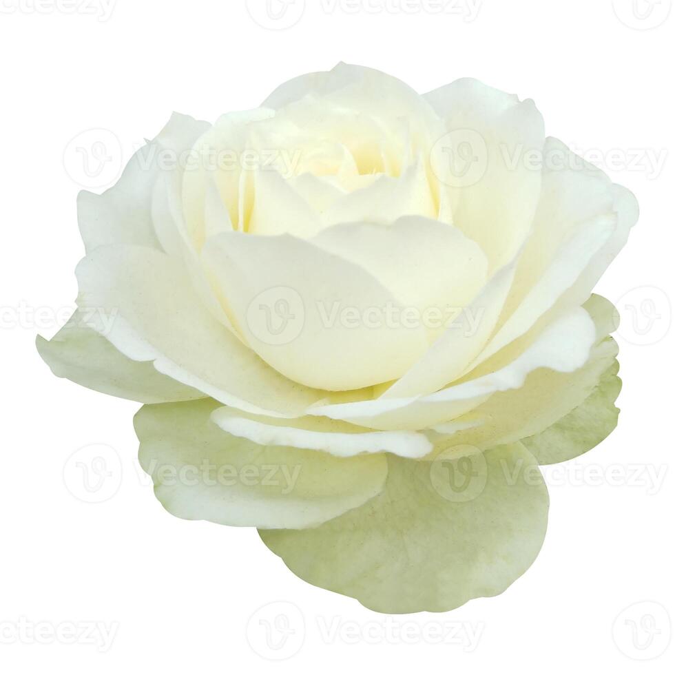 white rose flower isolated on white background photo