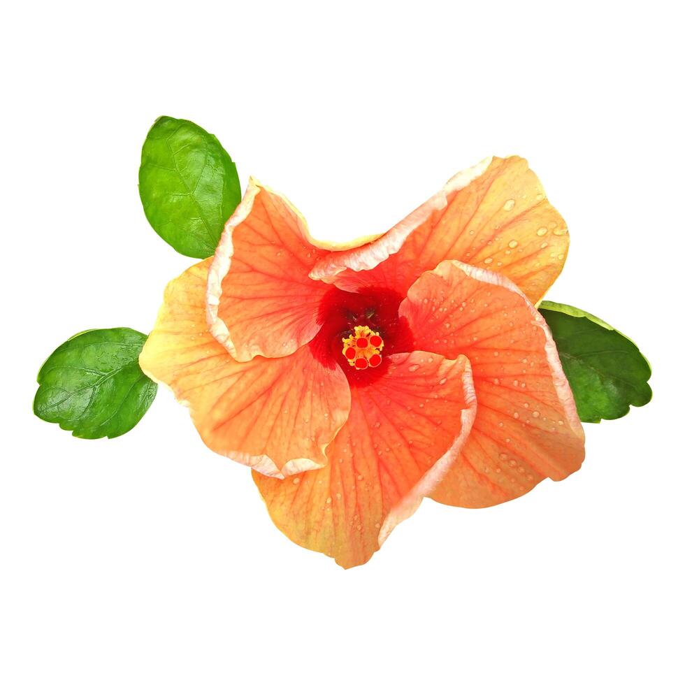 hibiscus flowers isolated on white background photo