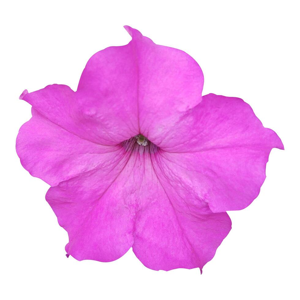 Pink Petunia Flower photo