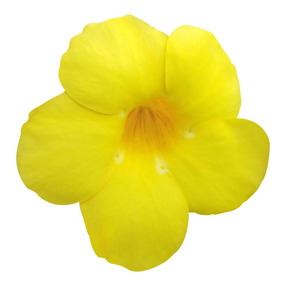 yellow allamanda flower on white background photo