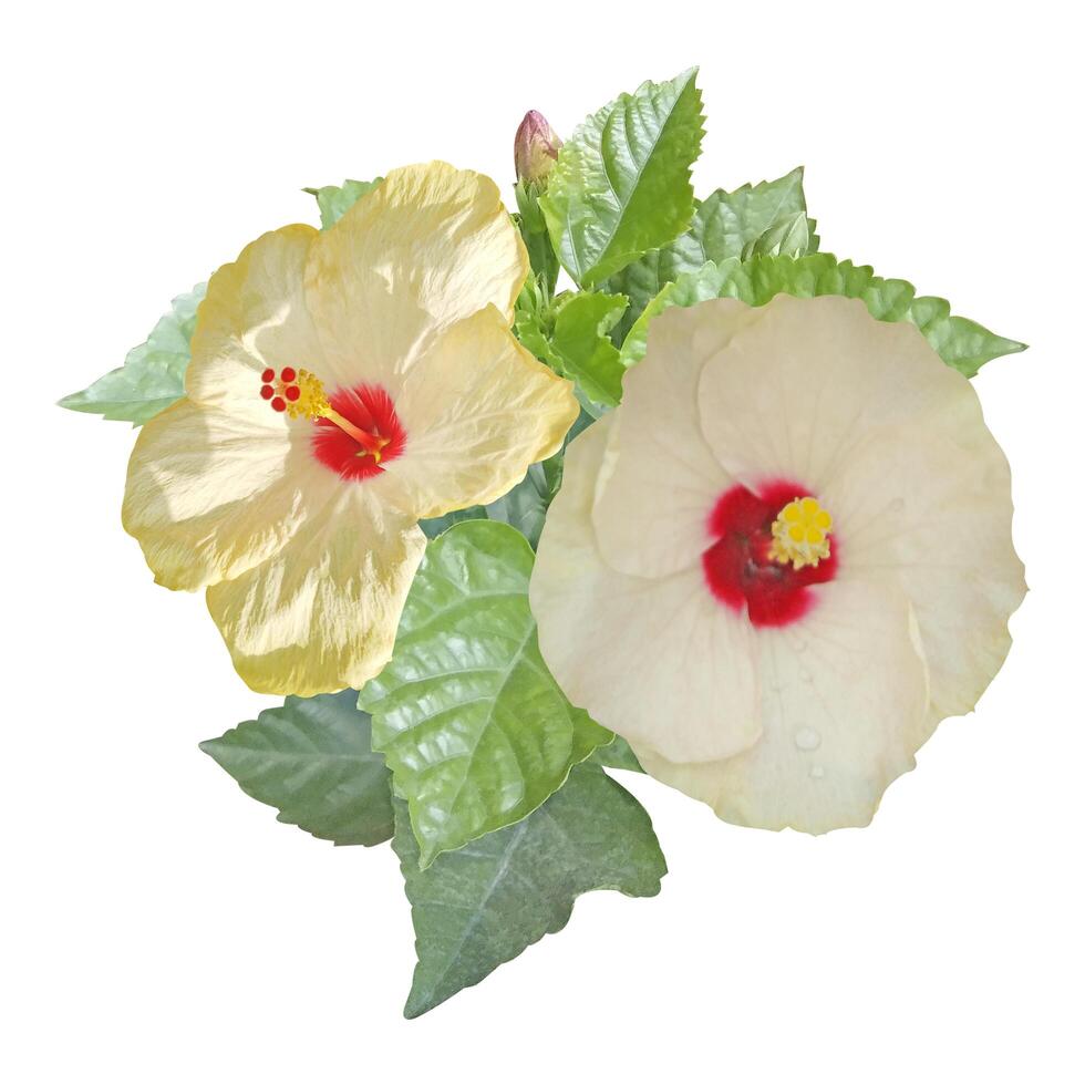 Hibiscus flowers image photo