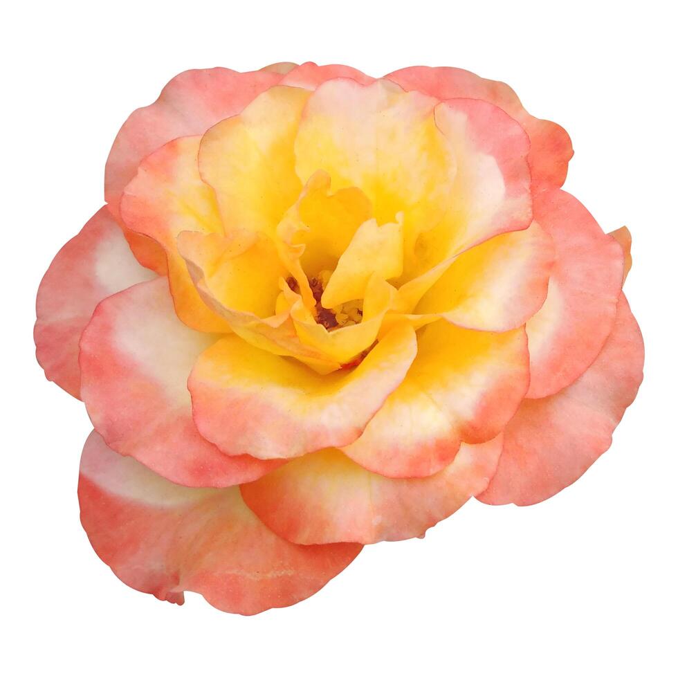 Beautiful Rose Flower Image photo