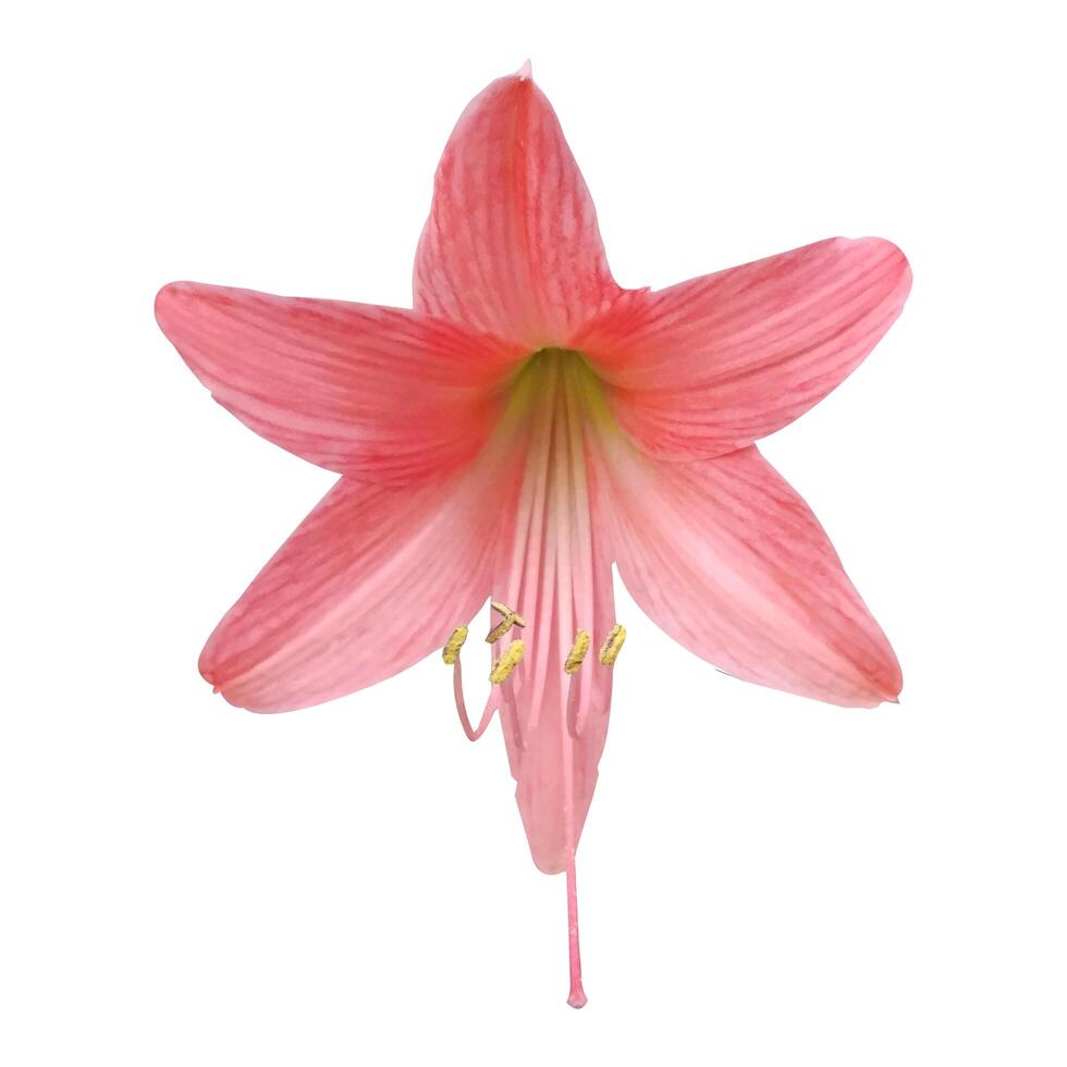 Pink Amaryllis Flower Isolated on White Background Stock Photo